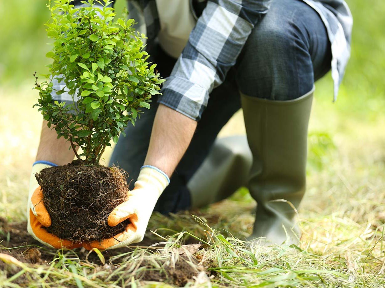 planting tree 1 4 by 3