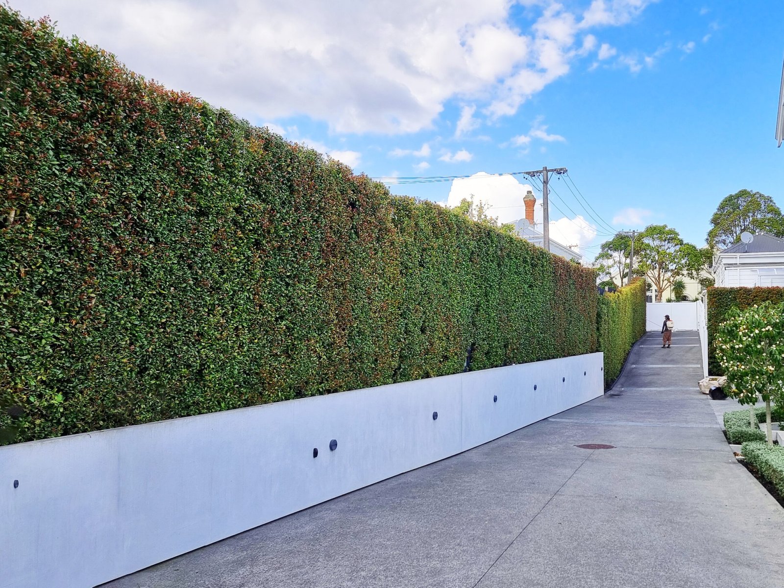 large lily pilly hedge 4 by 3 20250822 110656